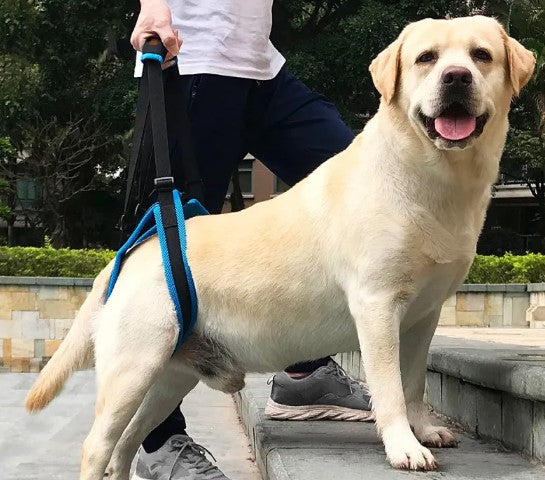 Dog Mobility Harness